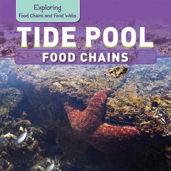 tidal pool food web